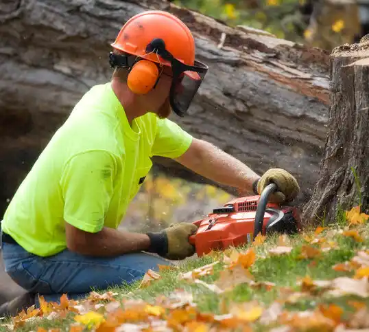 tree services Pemberton Heights